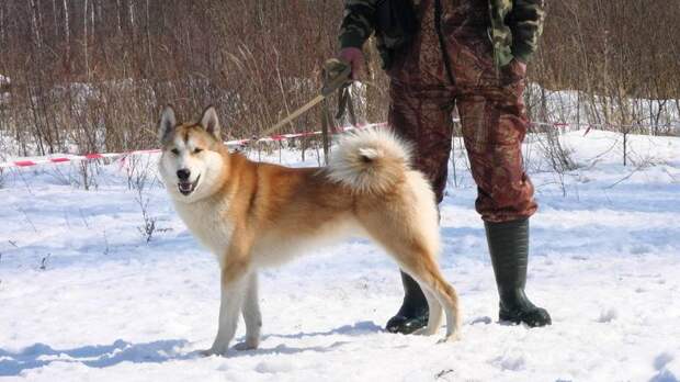 Не на того напали Не на того напали