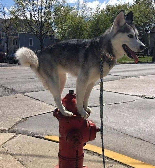 Забавные животные, которые подарят улыбку
