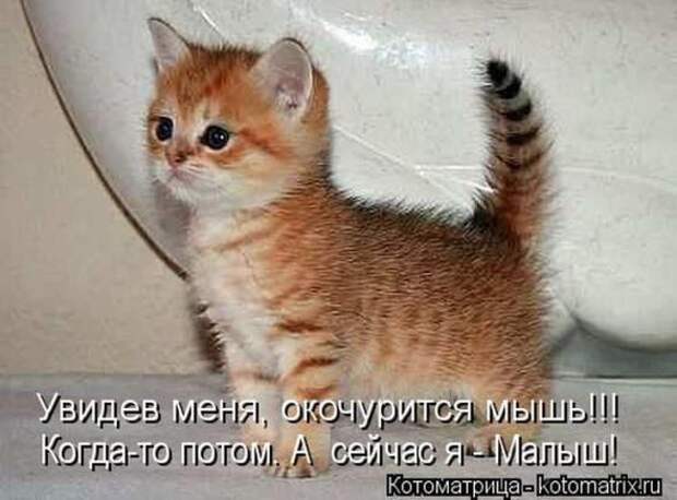 Котоматрицы(картинки с надписями)