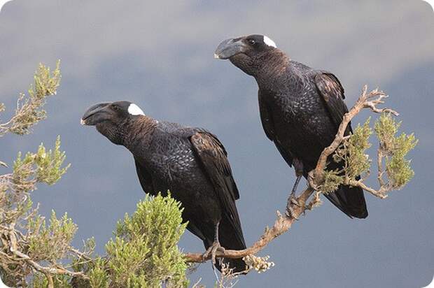 Бронзовая ворона (лат. Corvus crassirostris)