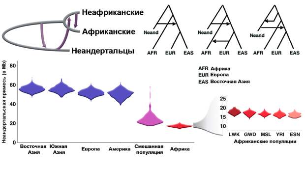 Сложная популяционная история и модели примеси в роду людей. Неандертальцы, денисовцы, эректусы и др.