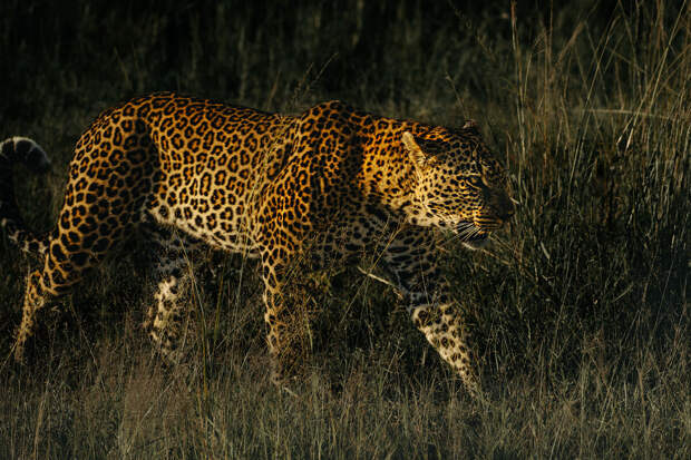 Сидящая в автобусе туристка пострадала от нападения леопарда на сафари в Индии