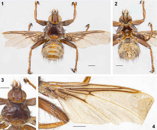 Иркутские ученые обнаружили новых мух-кровососок
