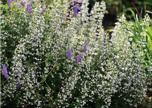 Душевик котовниковый (Calamintha nepeta)