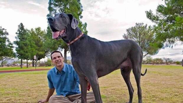 Немецкий дог - самая высокая собака в мире