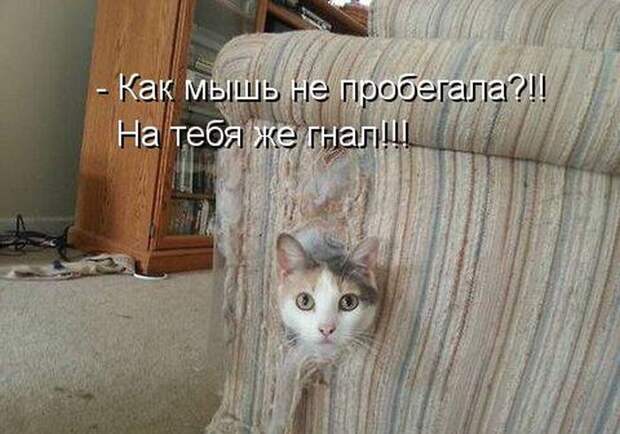 Лучшие котоматрицы недели
