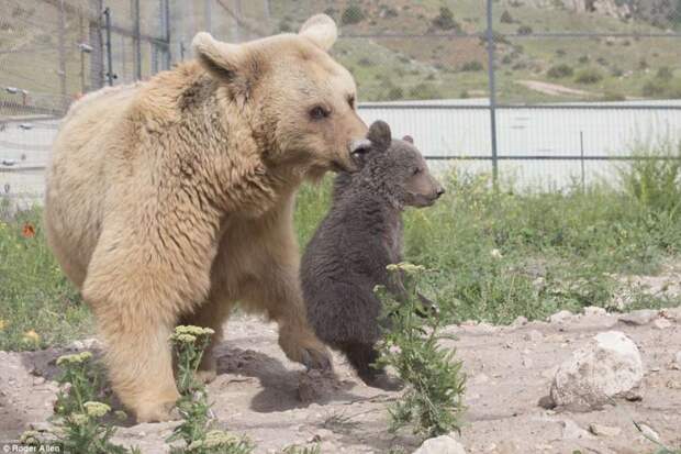 http://goodnewsanimal.ru/_nw/70/s49174216.jpg