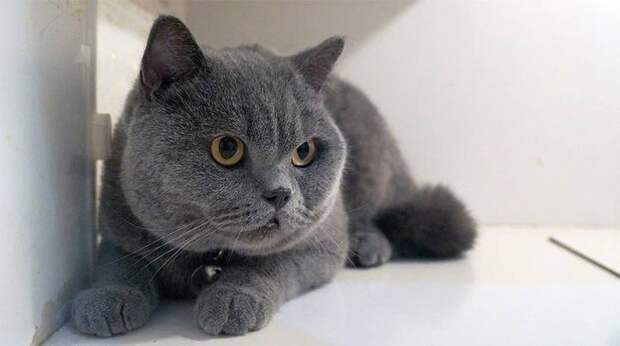 Медицинские изделия: инновационный биопластырь для животных