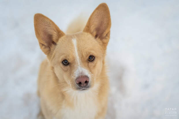 Кинологи объяснили, на что обратить внимание при выборе передержки для питомца