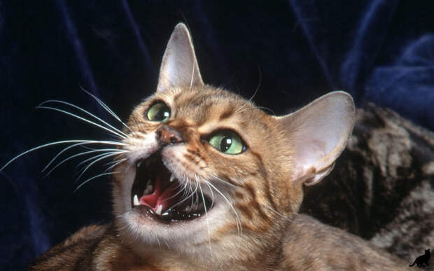 Картинки по запросу фото кричащего кота