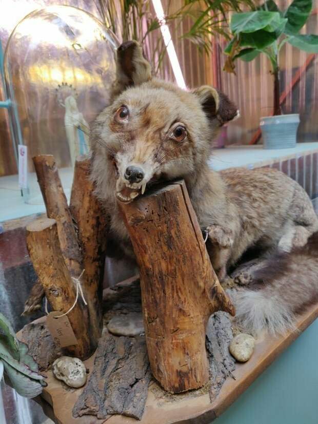 Не сразу понятно, что это лиса Не сразу понятно, что это лиса