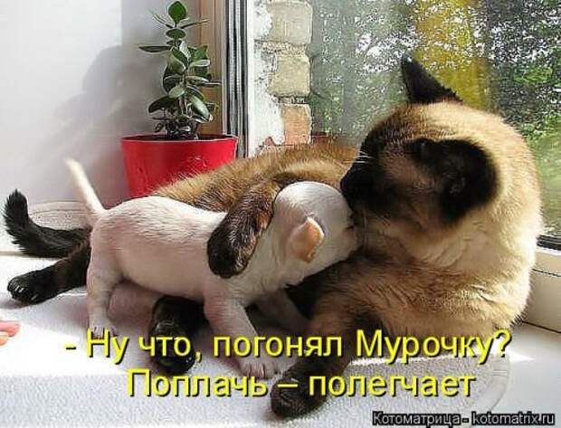 Новая котоматрица для позитива (35 фото)