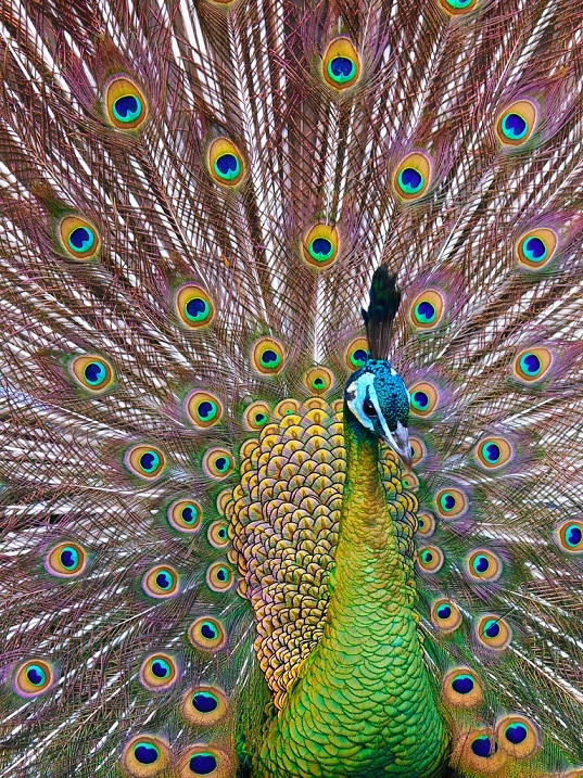 Красивые птицы павлины. Фото