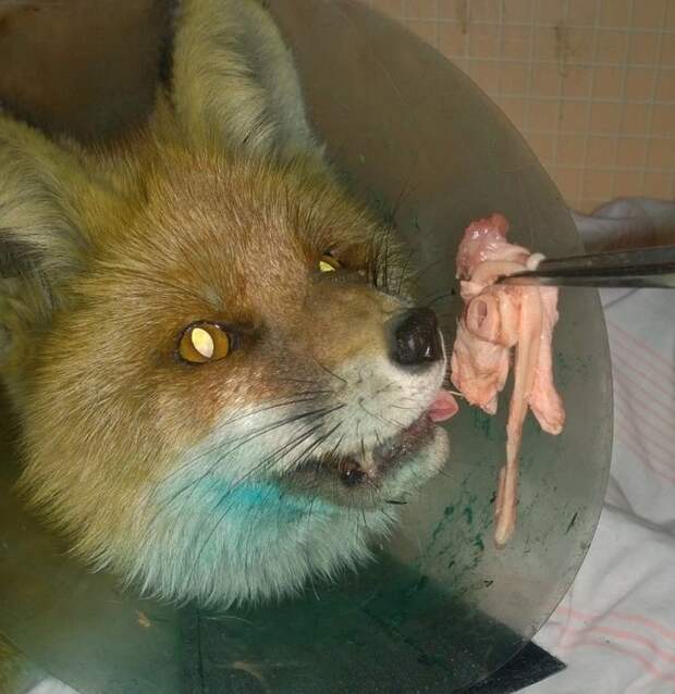 Та как у лисы сломана челюсть, ее кормят с помощью пинцета. ФОТО: Людмила Ивушкина. 