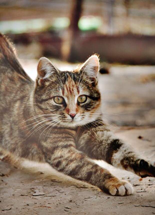 Кошатина+псятина позитивная, просто так полюбоваться Кошатина+псятина позитивная, просто так полюбоваться