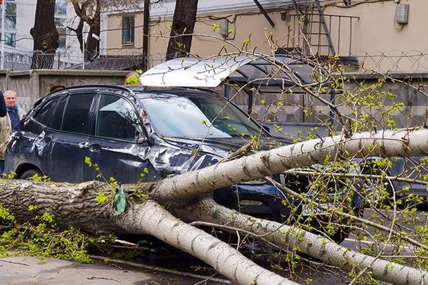 Сильный ветер в столице повалил 52 дерева и повредил 25 автомобилей