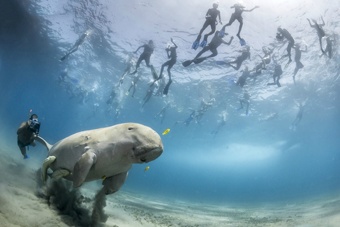 Лучшие фотографии Wildlife Photographer 2013 Лучшие фотографии Wildlife Photographer 2013