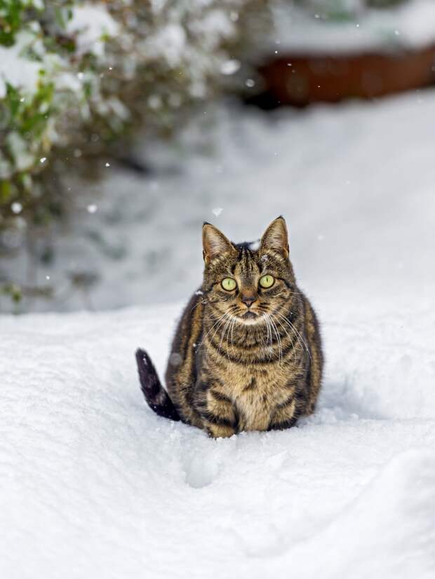 Домашние кошки. (Tambako The Jaguar)