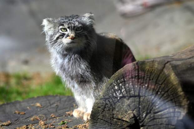 Манул Тимофей снова остался без невесты