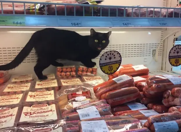 Наглый кот каждый день крал у меня мясо с прилавка и куда-то относил. Я решила подсмотреть за ним и не смогла сдержать слёз Наглый кот каждый день крал у меня мясо с прилавка и куда-то относил. Я решила подсмотреть за ним и не смогла сдержать слёз кошку, работаю, магазине, домой, теперь, увидела, хозяина, тогда, кудато, давала, оказывается, кошке, своей, помогал, образом, таким, беспомощной, сдержать, могла, ноги В