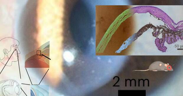 Вирус белоногих креветок связали с тяжёлыми поражениями глаз у людей