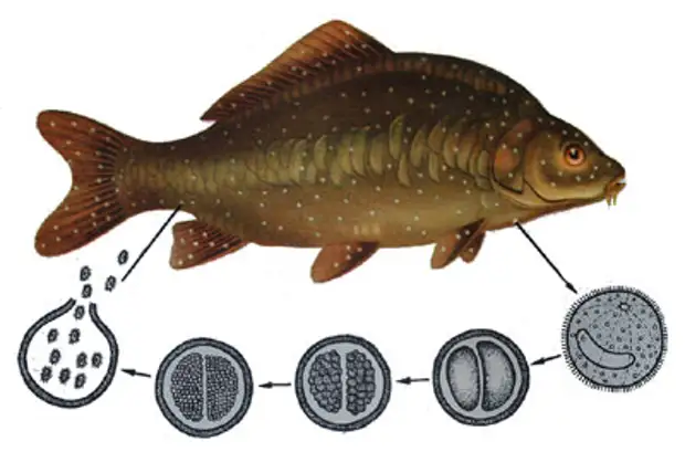 болезни рыб хилодонеллез, болезнь рыб ихтиофтириоз, кокцидиозный энтерит карпа, паразитарные болезни рыб