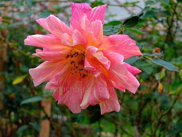 Фото красивых роз из королевского парка 1