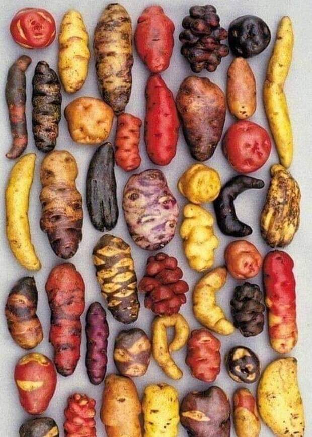 Разнообразие сортов картофеля, выращиваемого в Перу