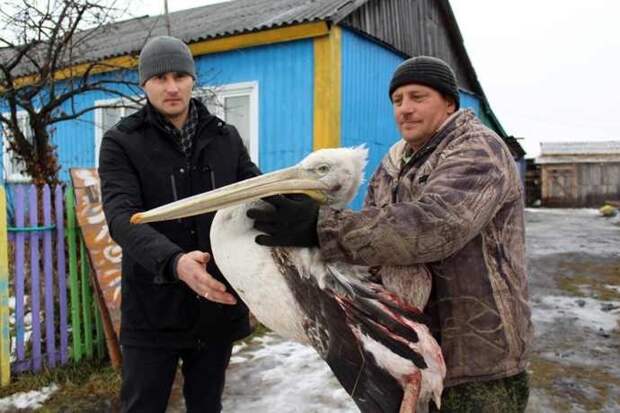 Раненый пеликан оставил без света деревню в Новосибирской области