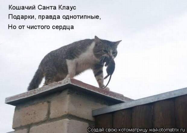 Лучшие котоматрицы недели