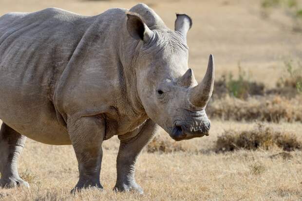Ученые поместили радиоактивный материал в рога носорогов, чтобы предотвратить браконьерство