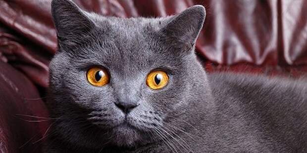 Картинки по запросу фото спящий серый кот