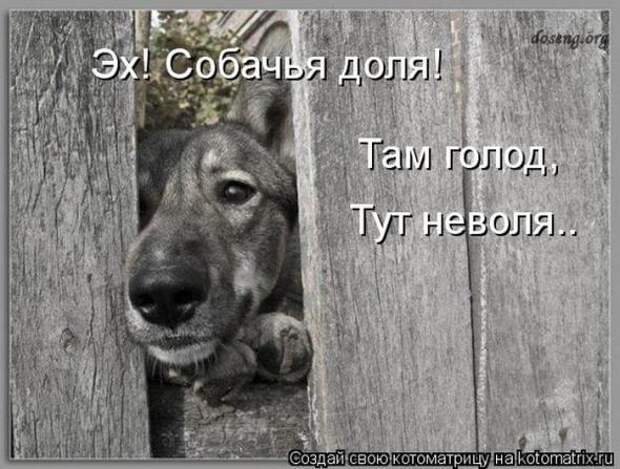 Котоматрицы (картинки с надписями)