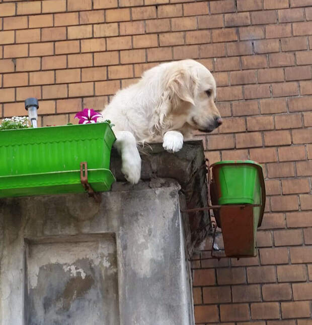 Флегматичный пес на балконе стал главной достопримечательностью Гданьска