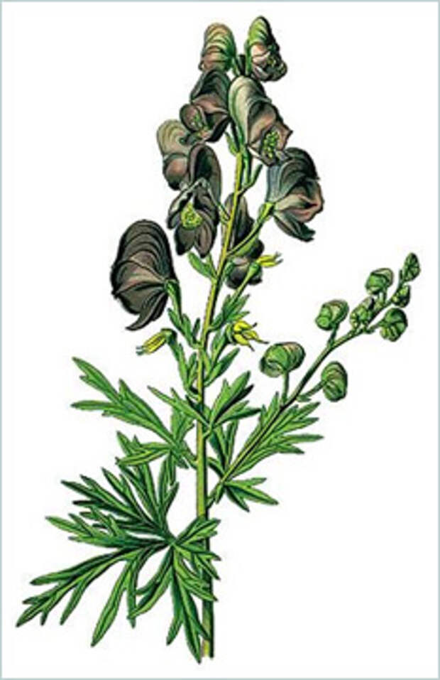 Борец (Aconitum napellus)