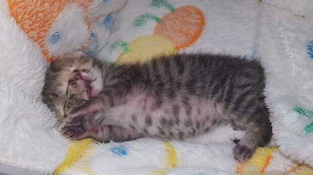 Бетти Би — новорожденная двуликая кошка-Янус Бетти Би, домашний пиитомец, животный, кошка, милота, янус