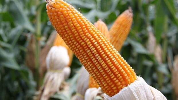 Несколько причин включать кукурузу в свой рацион