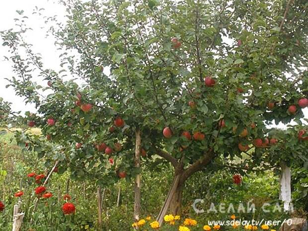 Купить Саженцы Яблонь Серебряное Копытце И Родниковое