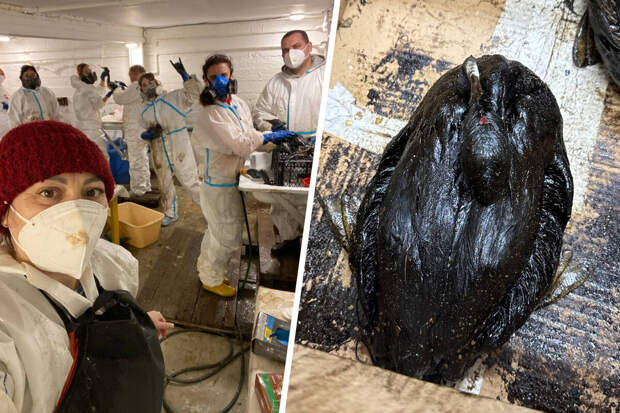 У берегов Анапы обнаружили более 200 мертвых и измазанных в нефтепродуктах птиц