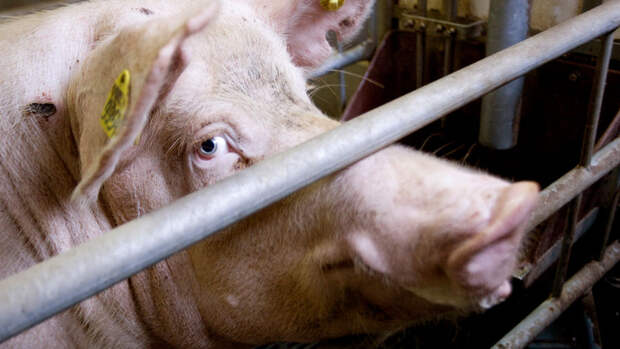 "Страна.ua": на Украине на берегу реки Прут нашли туши зараженных чумой свиней