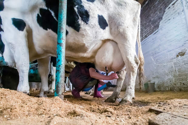 Почти тонну опасной молочной продукции изъяли в Новосибирской области