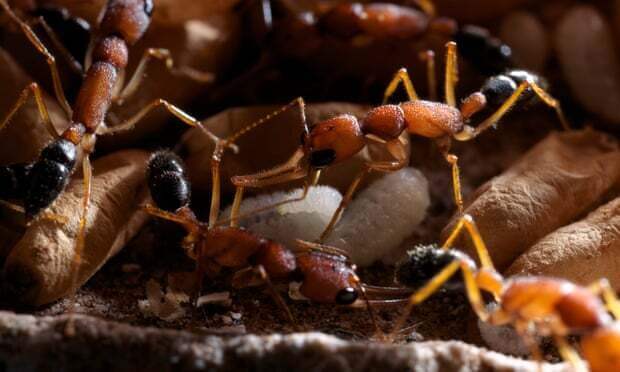 Учёные обнаружили, что индийские муравьи меняют размеры мозга и яичников в борьбе за пост королевы