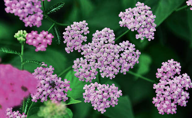 Тысячелистник обыкновенный (Achillea millefolium)