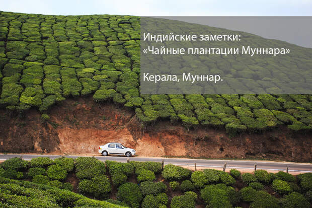 Блог - Индийские заметки: чайные плантации Муннара Индийские заметки: чайные плантации Муннара