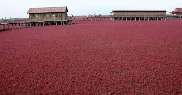 Красный пляж в Китае (8 фотографий), photo:6