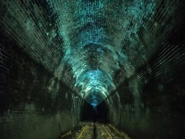 Огромное количество светлячков. Огромное количество светлячков.