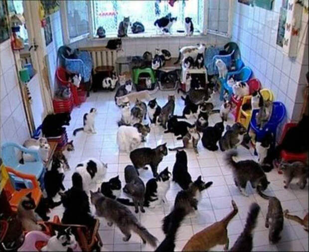 Перебор с котами.