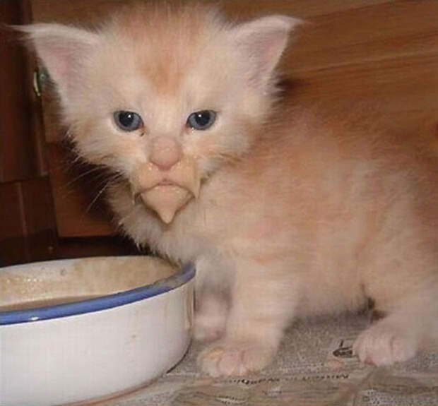 Милые испачканные едой мордочки котят и котиков