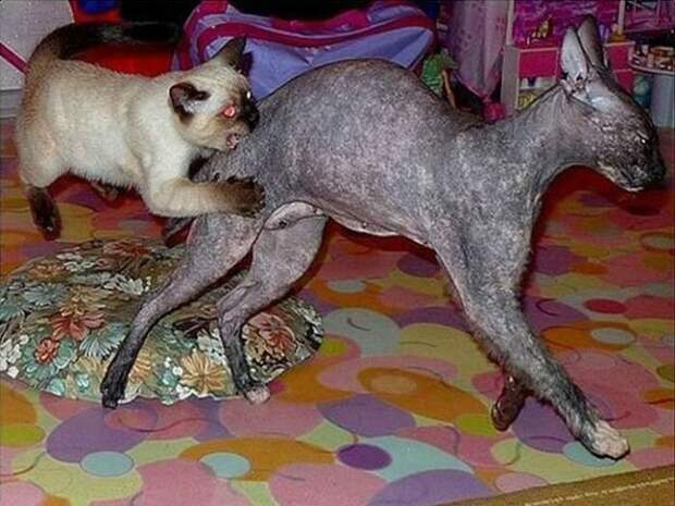 Как кошка с кошкой коты, подборка, разборка