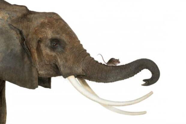 Интересные факты о слонах. Сколько живет слон в природе